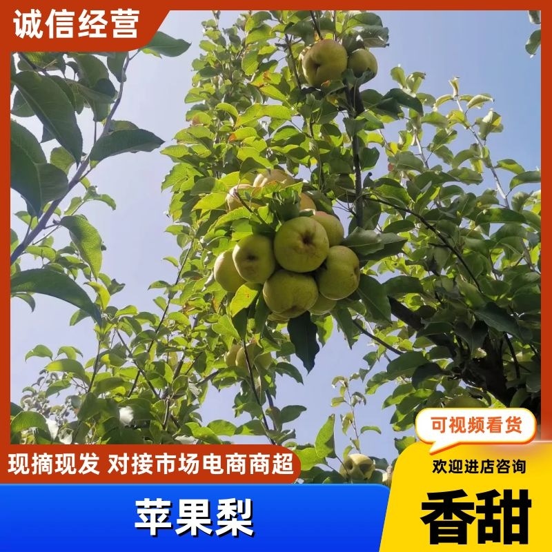 （推荐）甘肃民乐苹果梨上市了，汁浓，特甜，个大果面靓丽