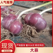 辫子大蒜，35元/辫，瓣红，瓣大，够辣