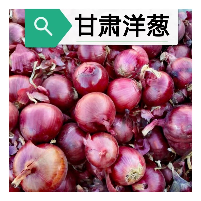 甘肃紫皮洋葱大量出售中