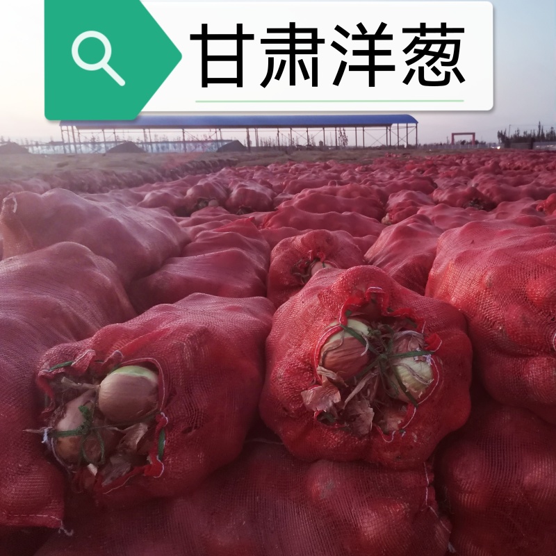 甘肃紫皮洋葱大量出售中