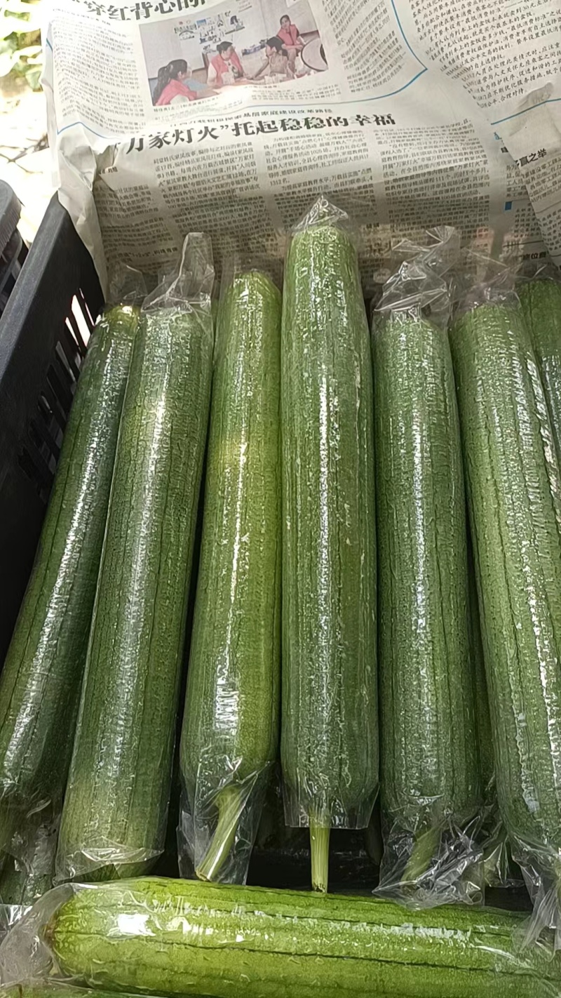 广西油皮丝瓜精品丝瓜一手货源量大从优欢迎联系