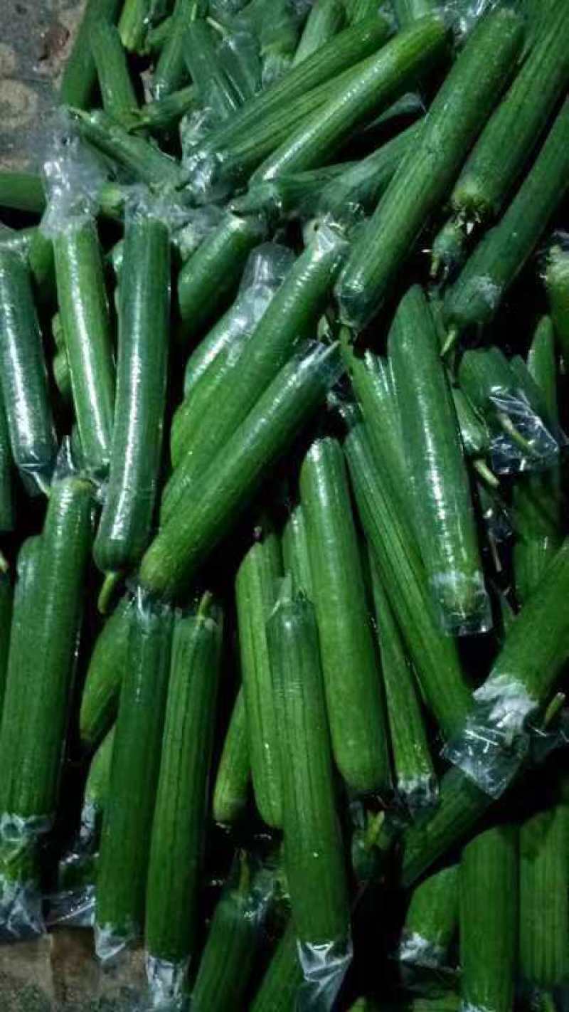 广西油皮丝瓜精品丝瓜一手货源量大从优欢迎联系