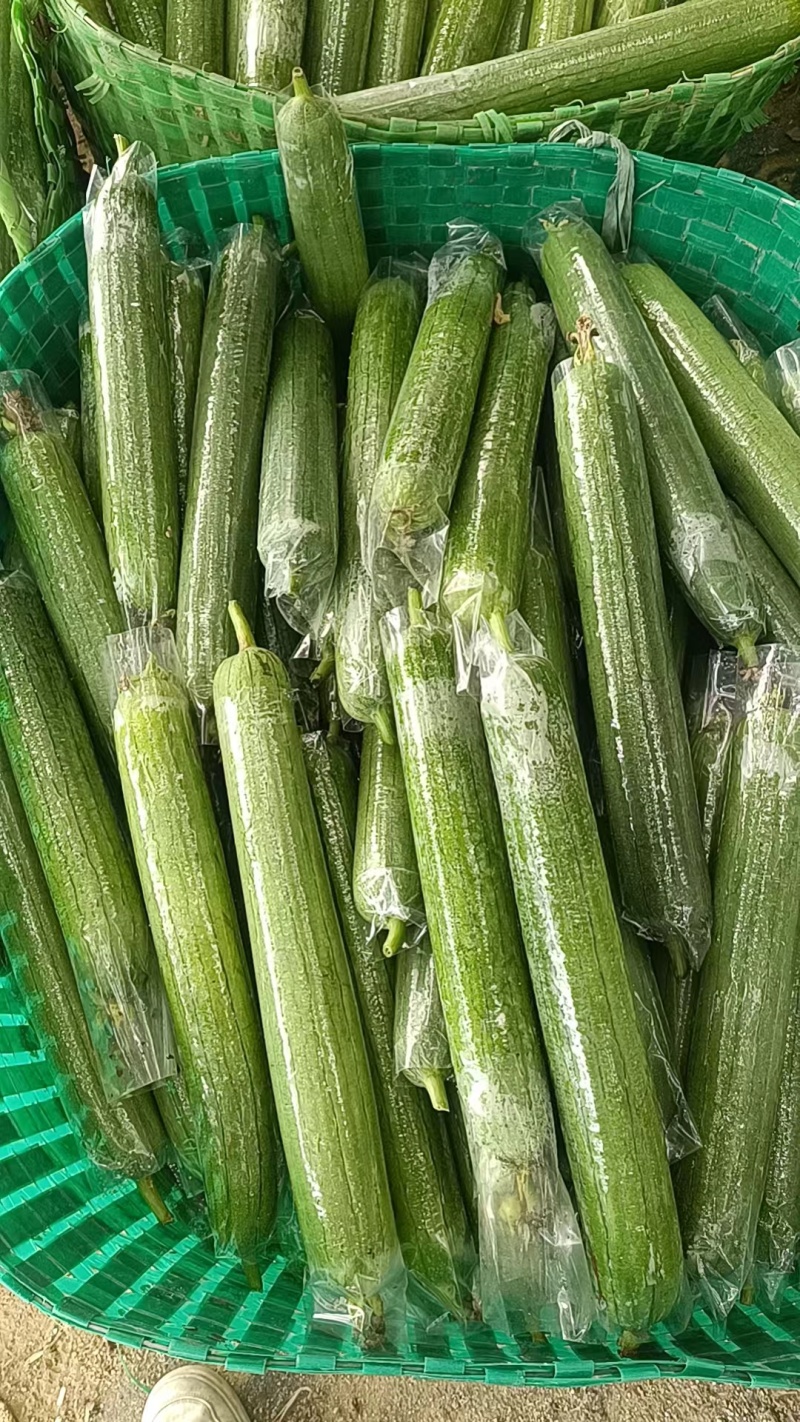 广西油皮丝瓜精品丝瓜一手货源量大从优欢迎联系