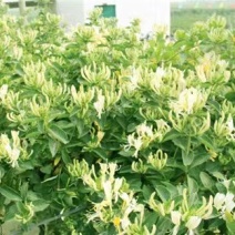 金银花