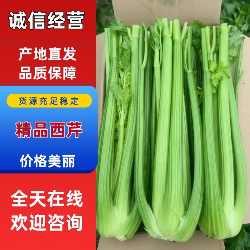 西芹大量有货产地直发价格美丽量大价优欢迎致电联系