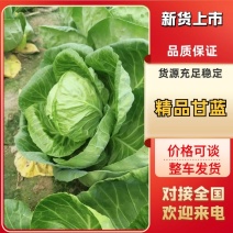 辽宁甘蓝/产地直供/量大价优/欢迎致电/老板热情