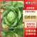 辽宁甘蓝/产地直供/量大价优/欢迎致电/老板热情