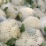 花菜松花菜河南开封发货一手货源全国发货