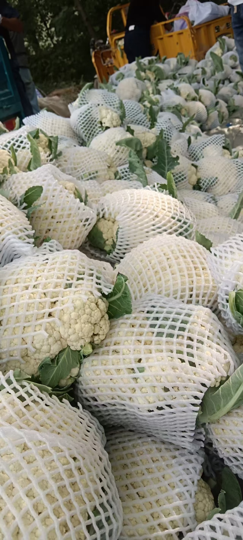 花菜松花菜河南开封发货一手货源全国发货