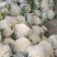 花菜松花菜河南开封发货一手货源全国发货