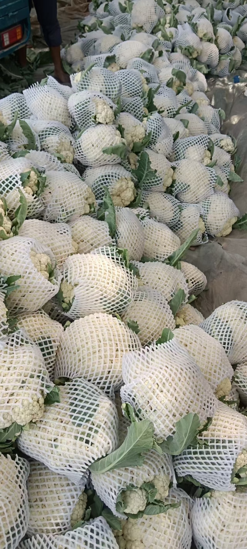 花菜松花菜河南开封发货一手货源全国发货