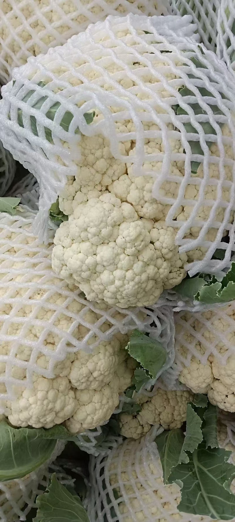 花菜松花菜河南开封发货一手货源全国发货