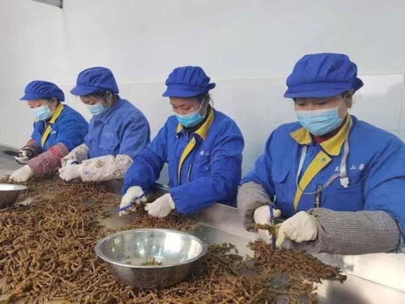 鸡爪黄连