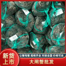 【推荐】湖北洪湖鲜活大闸蟹批发公蟹母蟹规格齐全大量发货