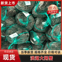 【推荐】湖北洪湖大闸蟹清水大闸蟹公母规格齐全青壳白底量大