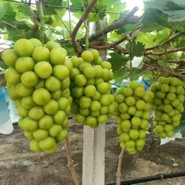 【推荐】河南夏邑精品阳光玫瑰葡萄大量供应产地直发欢迎