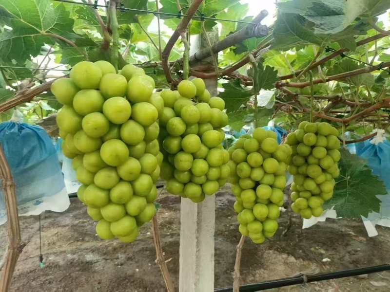 【推荐】河南夏邑精品阳光玫瑰葡萄大量供应产地直发欢迎