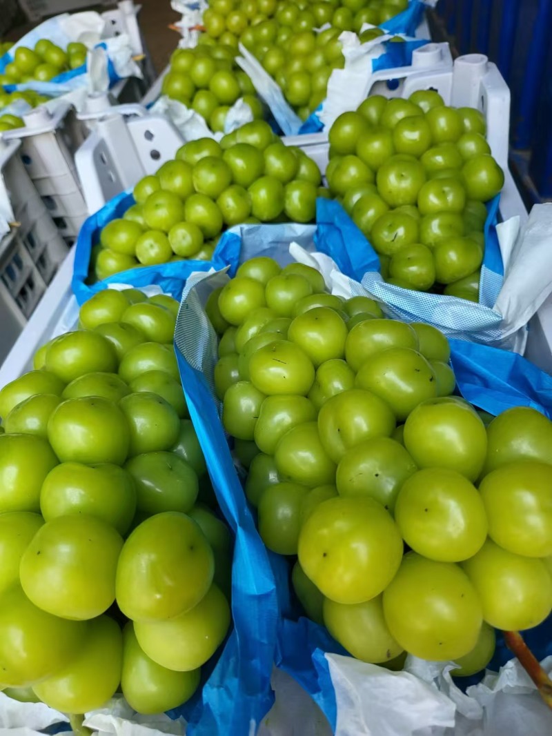 【推荐】河南夏邑精品阳光玫瑰葡萄大量供应产地直发欢迎