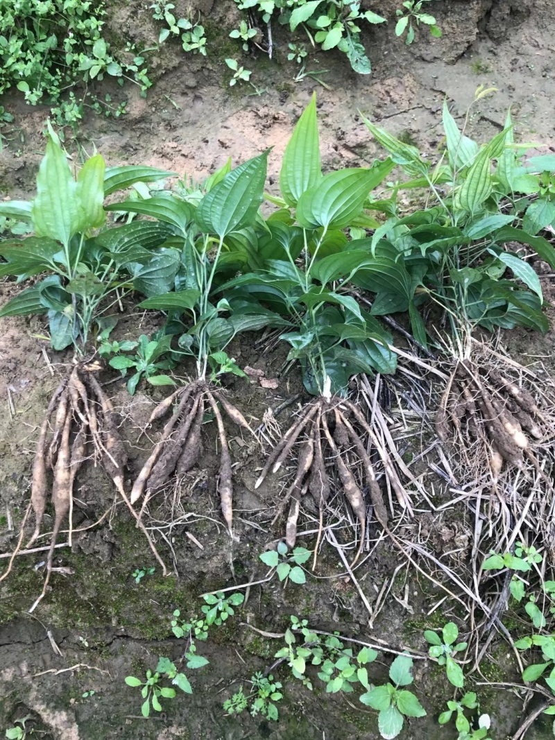 红花百部苗现苗出售，包技术指导，包回收。假一赔十