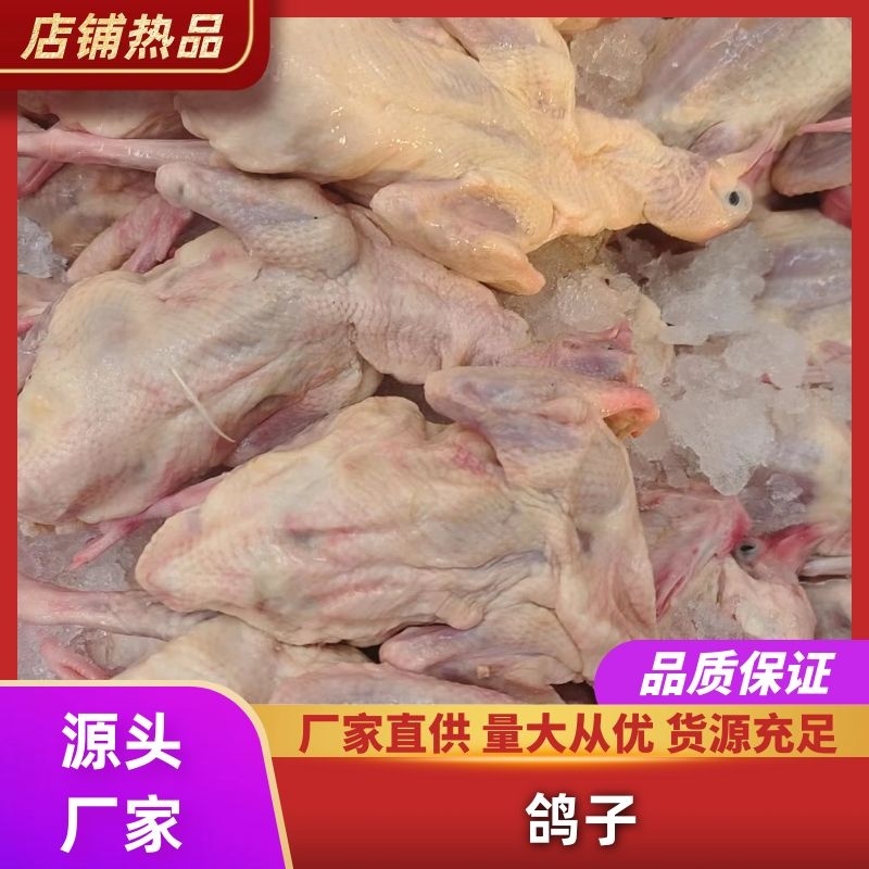 乳鸽，乳鸽肉，质量保证，产地直发，常年供应