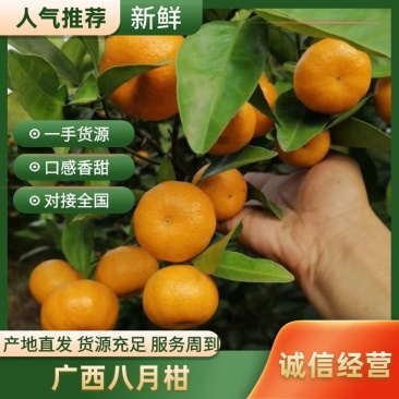 广西桂林八月桔皮薄多汁，对接商超电商社团市场等