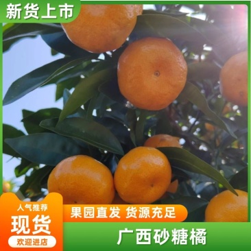 广西桂林八月桔沙糖桔对接商超社外贸，电商，市场等量大从优