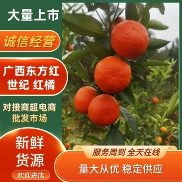 广西东方红世纪红对接商超电商社团市场外贸量大从优