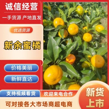 广西桂林本地早（新余蜜橘）产地供货，量大价优