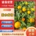 广西桂林本地早（新余蜜橘）产地供货，量大价优