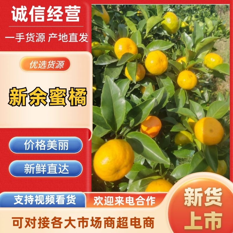广西桂林本地早（新余蜜橘）产地供货，量大价优