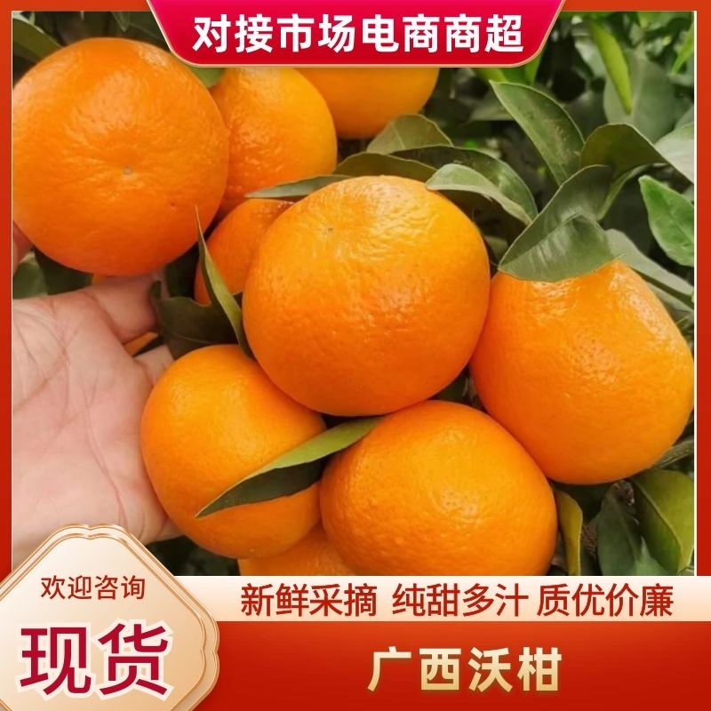 广西沃柑主产区供货，对接市场外贸、商超社团、电商平台等！