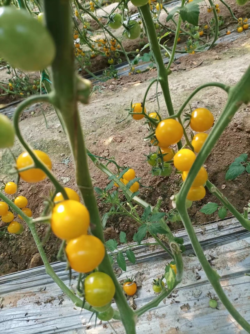 梦想迷恋黄色口感樱桃小番茄/厂家直发/口感小番茄假一赔十