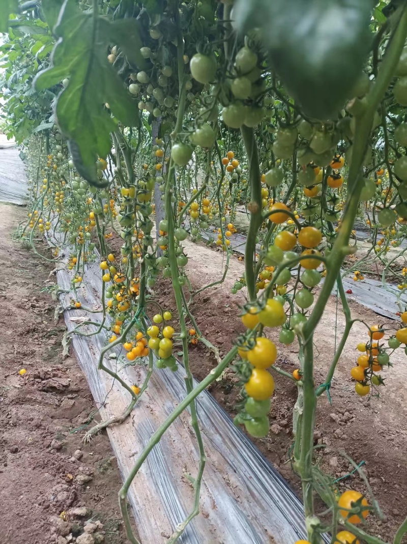 梦想迷恋黄色口感樱桃小番茄/厂家直发/口感小番茄假一赔十