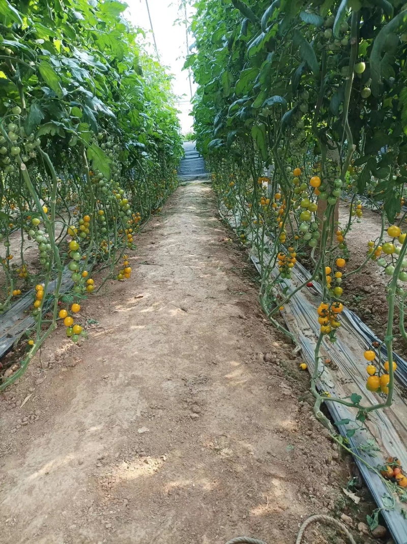梦想迷恋黄色口感樱桃小番茄/厂家直发/口感小番茄假一赔十