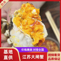 洪湖大闸蟹品质上乘价格优惠批发大量供应