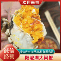 大闸蟹大量供货批发视频看货支持外贸出口