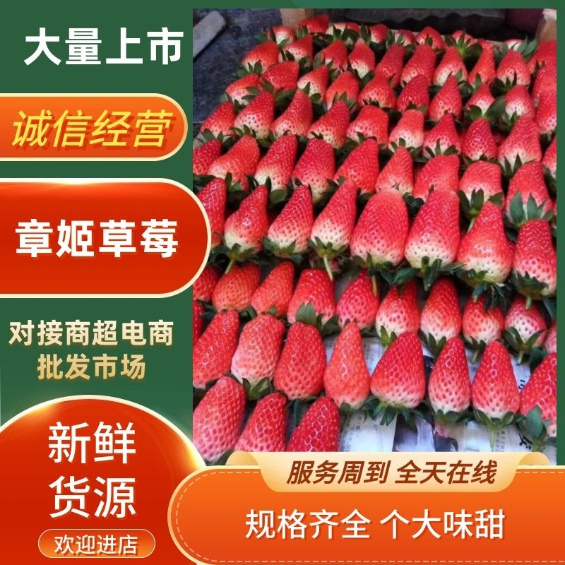 甜宝（章姬）草莓产地直发一手货源价格优惠欢迎合作