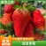 黑珍珠草莓品质保证价格优惠量大从优济南原产地