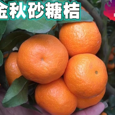 广西砂糖橘金秋沙糖橘，代办、代发、洗果、包装专业服务