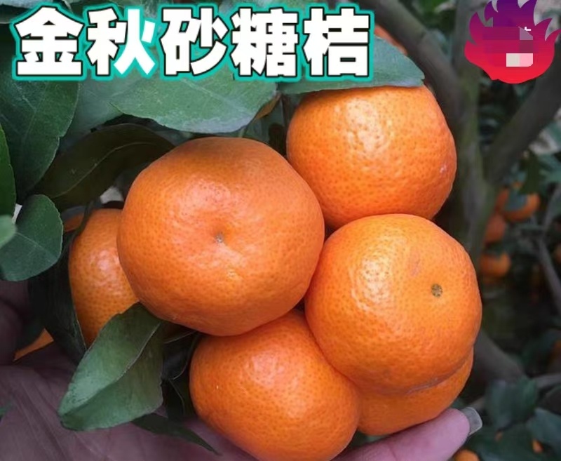 广西砂糖橘金秋沙糖橘，代办、代发、洗果、包装专业服务