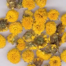 野菊花