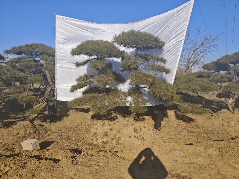 精品造型大量供货品质保证诚信经营规格齐全欢迎来电洽谈