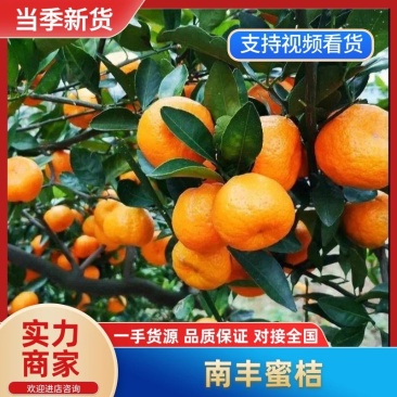 沙糖桔，小叶蜜桔大量上市，电商、出口边贸，市场