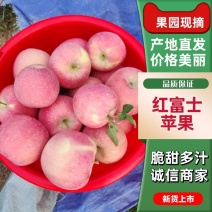 【推荐】山西苹果/红富士苹果/支持批发一件代发/欢迎咨询