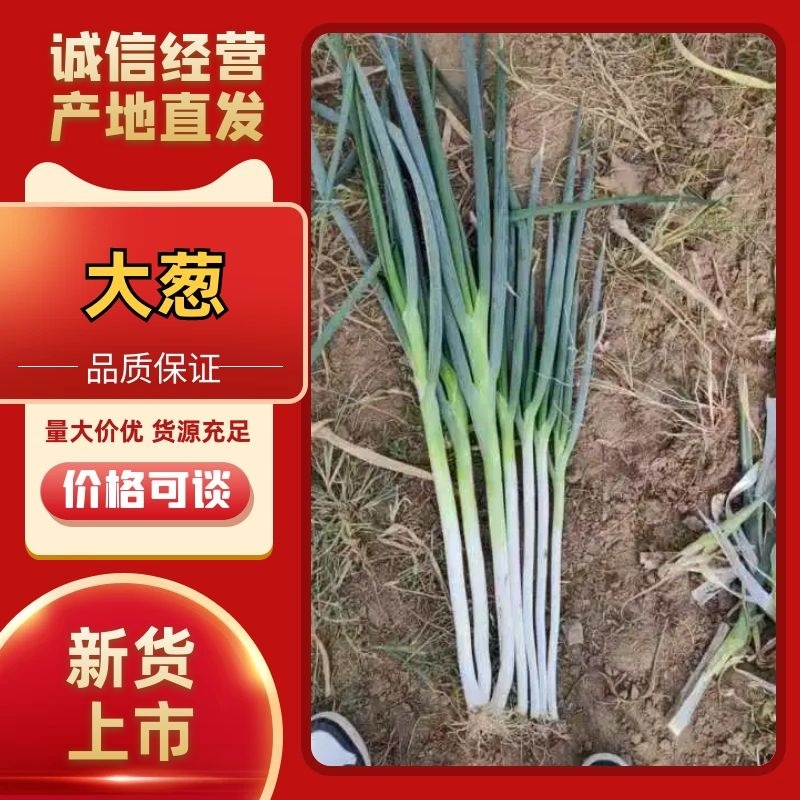 山西运城大葱量大从优产地直发一手货源欢迎各地客商