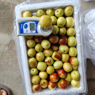 基地直发大荔冬枣电商精品货香甜可口一件代发