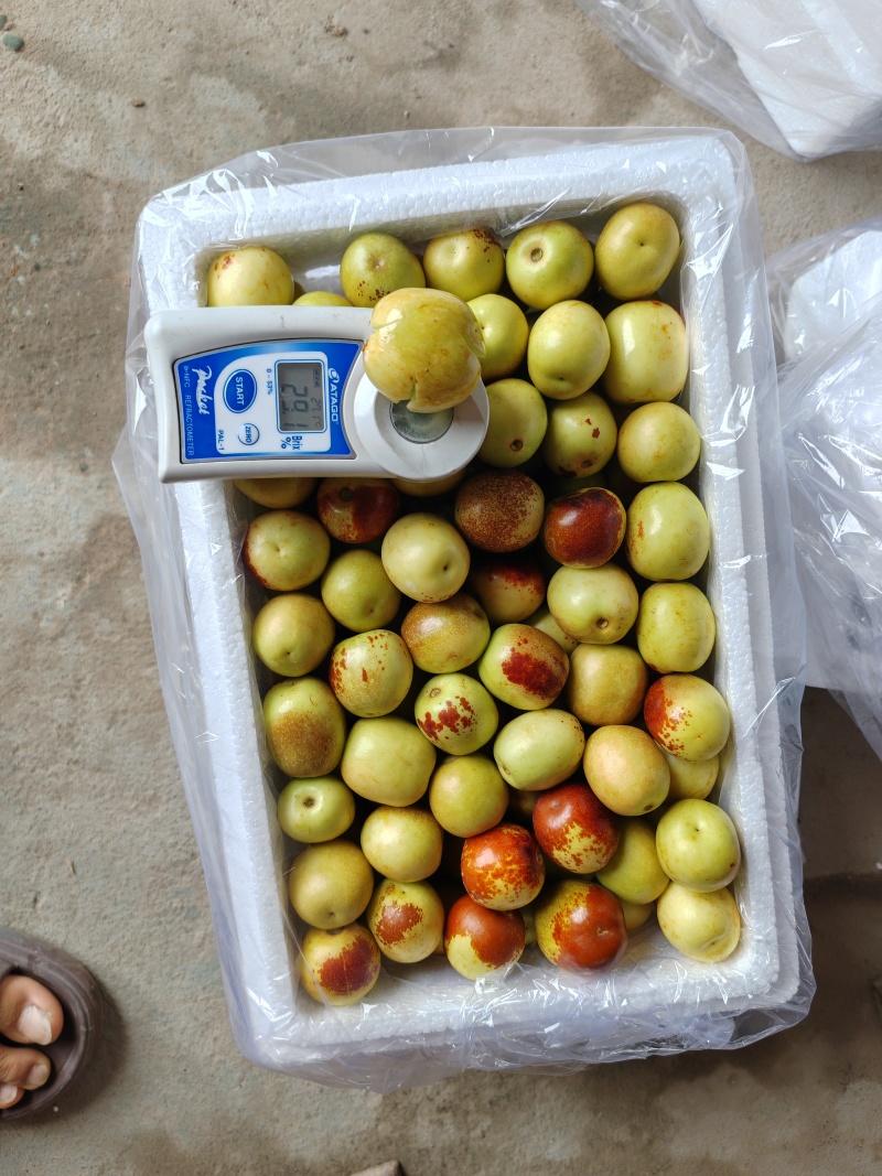 基地直发大荔冬枣电商精品货香甜可口一件代发