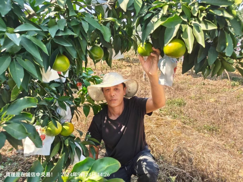 爱媛38号果冻橙电商批商商货源欢迎视频看货