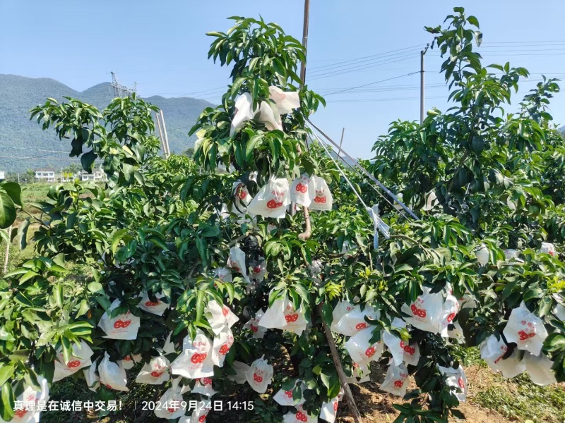 爱媛38号果冻橙电商批商商货源欢迎视频看货