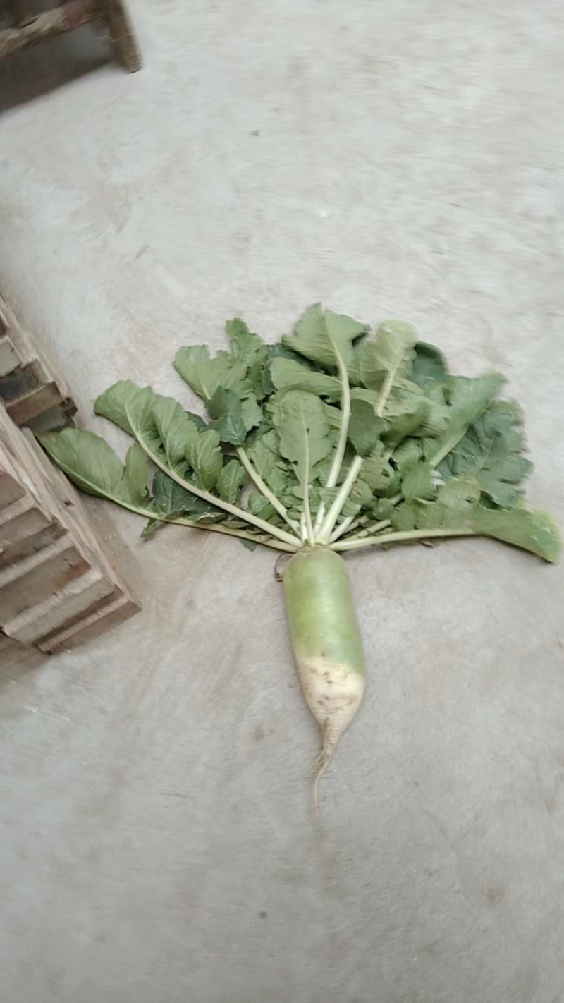 大荔县萝卜/青头萝卜大量上市/一手货源/物美致电优惠价